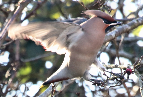 Waxwing landing