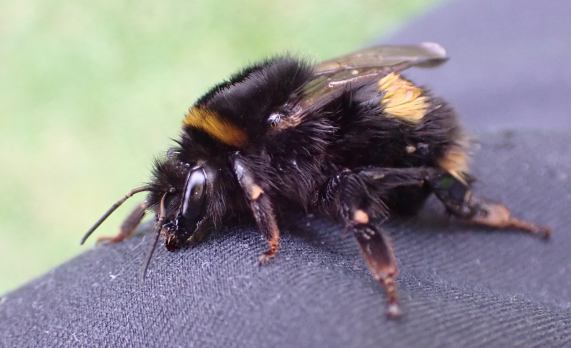 Buff-tailed Bumble-bee