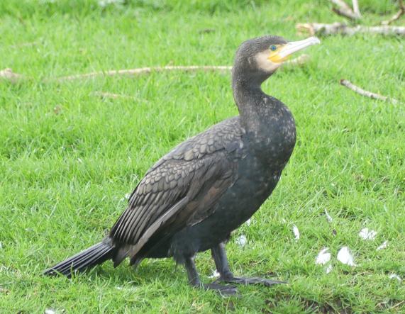 Cormorant