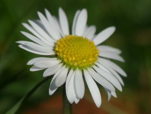 Daisy