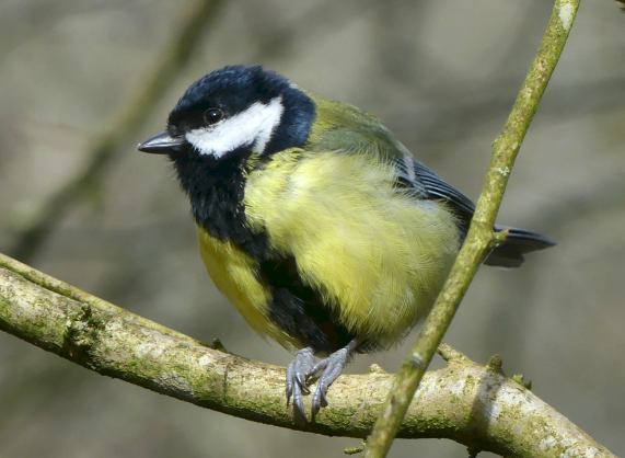 Great Tit