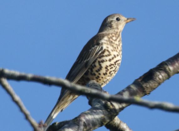 Mistle Thrush