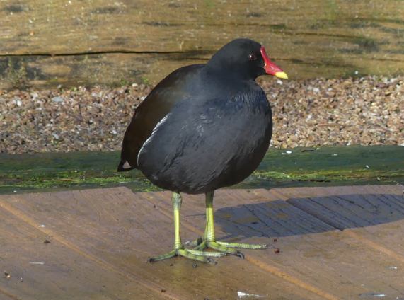 Moorhen