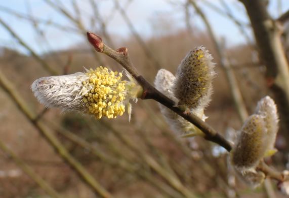 Sallow buds