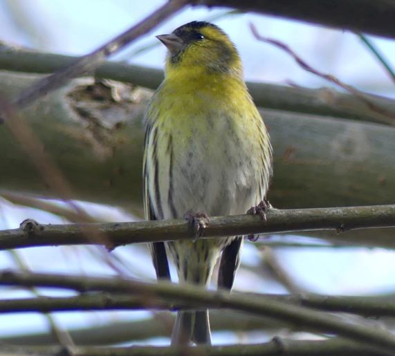 Siskin