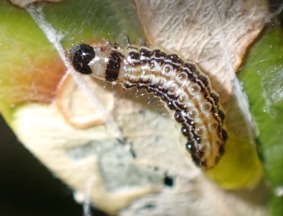 Box-tree Moth