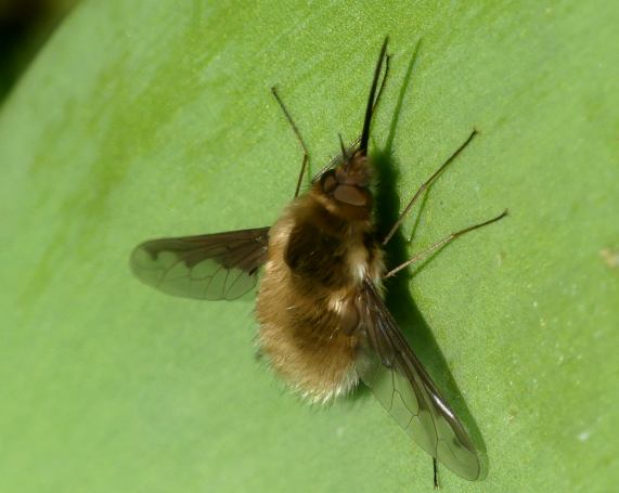 Dark-edged Bee-fly