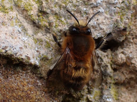 Hairy-footed Flower-bee