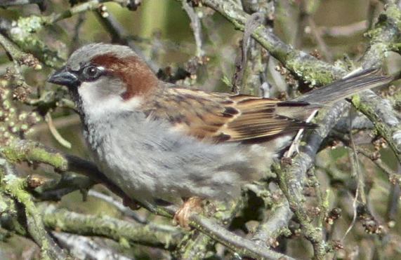 House
                  Sparrow