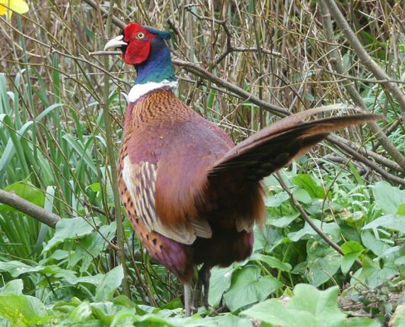 Pheasant