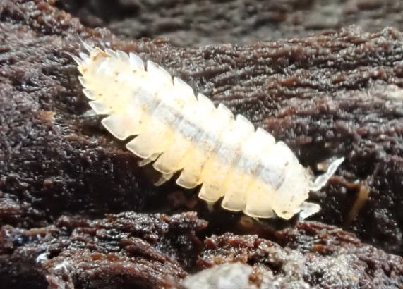 Woodlouse