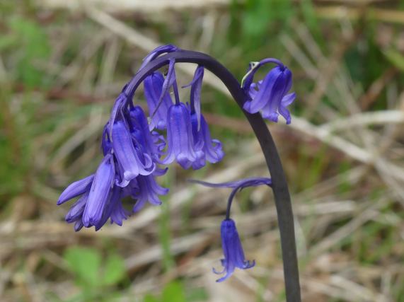 Bluebell