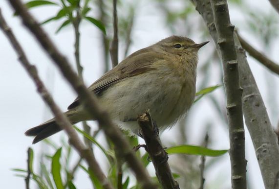 Chiffchaff