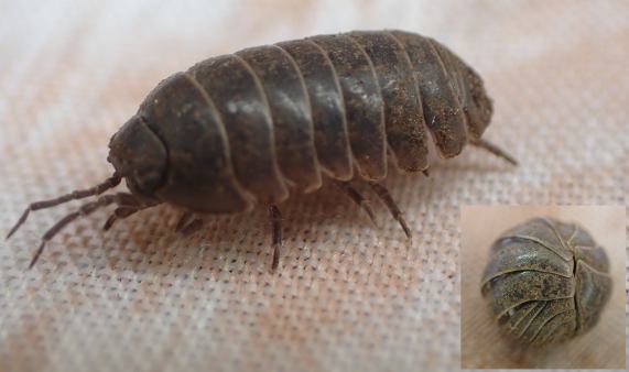 Common Pill Woodlouse