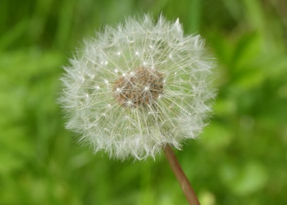 Dandelion Clock