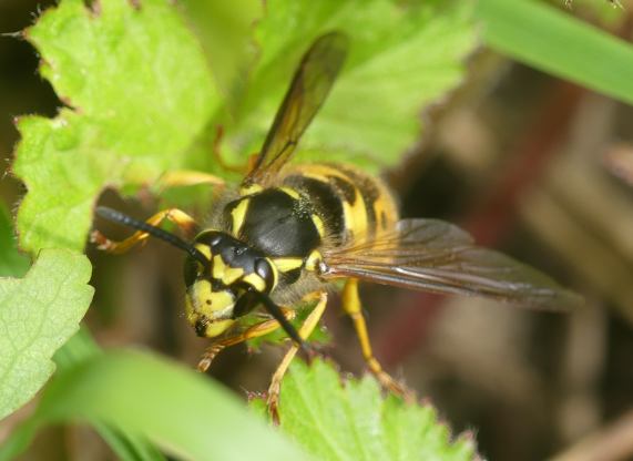 German Wasp - Queen