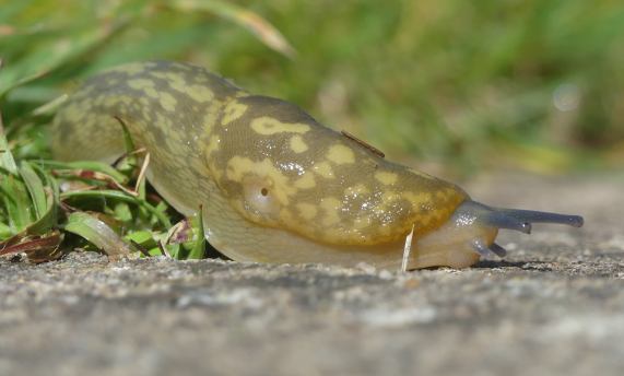 Green Cellar Slug - Limacus maculatus