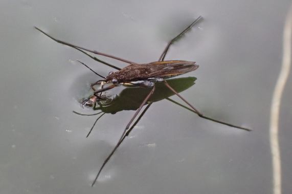 Pond
                  Skater