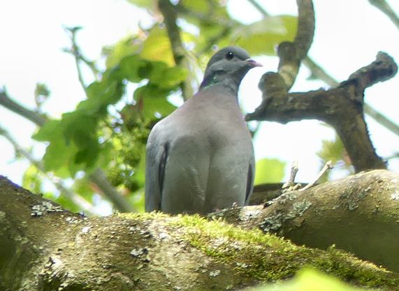 Stock
                  Dove