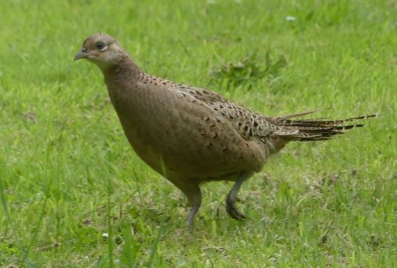 Female Pheasant