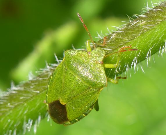 Green Shield Bug