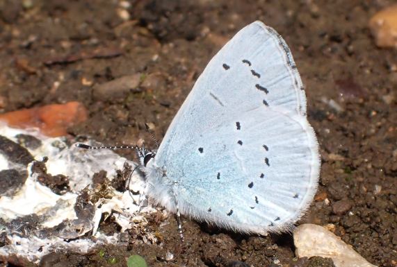 Holly Blue butterfly