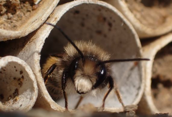 Mason
                  Bee