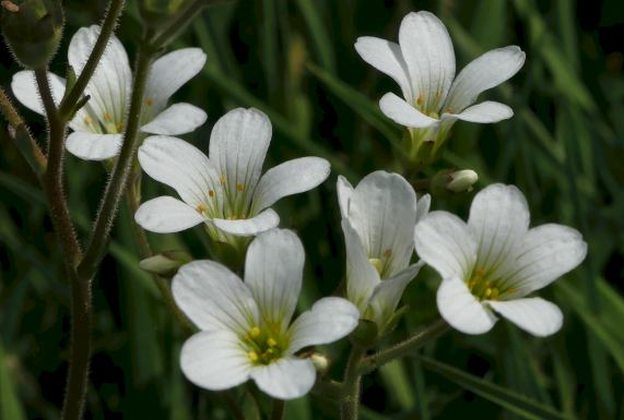 Meadow Saxifrage