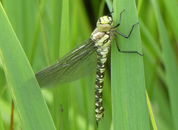 Southern Hawker dragonfly