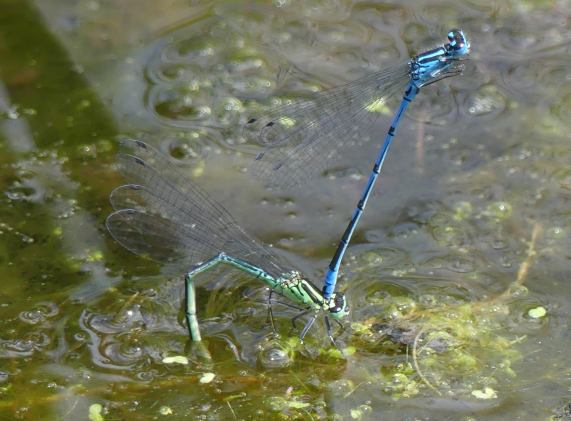 Azure Damselflies