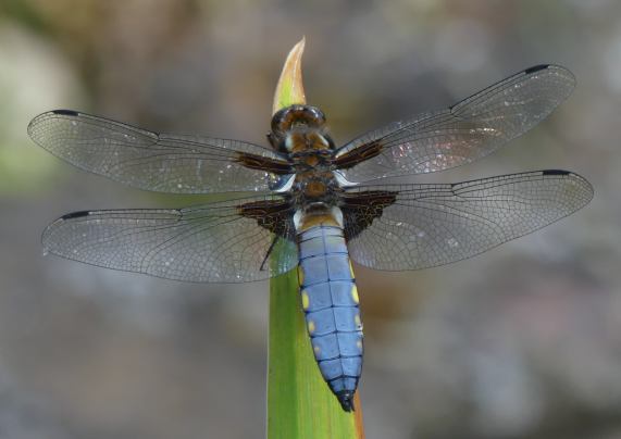 Broad-bodied Chaser dragonfly