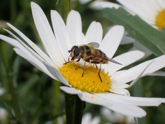 Hoverfly on Ox-eye Daisy