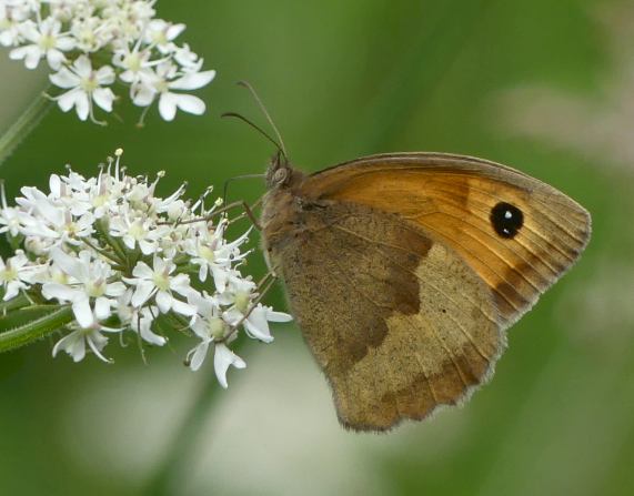 Meadow Brown butterfly