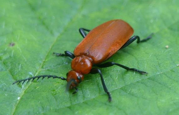 Red-headed Cardinal Beetle