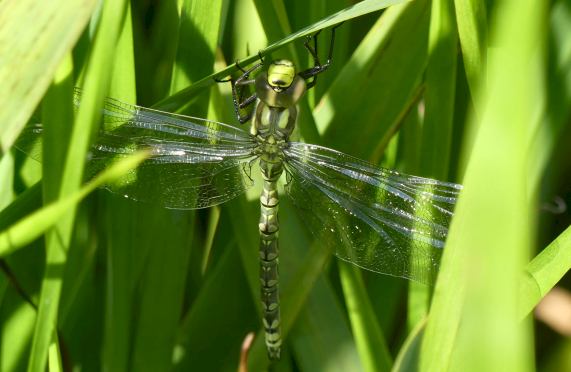 Southern Hawker dragonfly