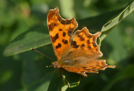 Comma butterfly