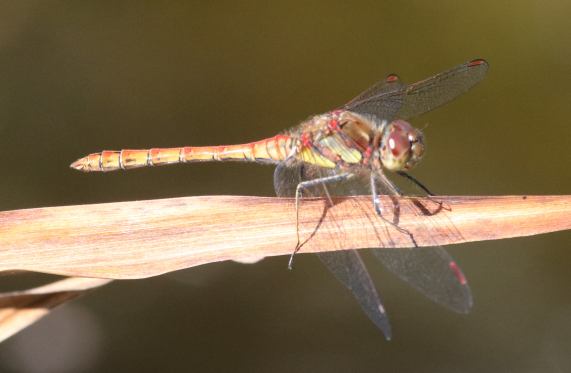 Common Darter dragonfly