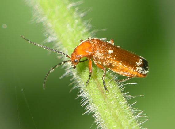 Common Red Soldier Beetle