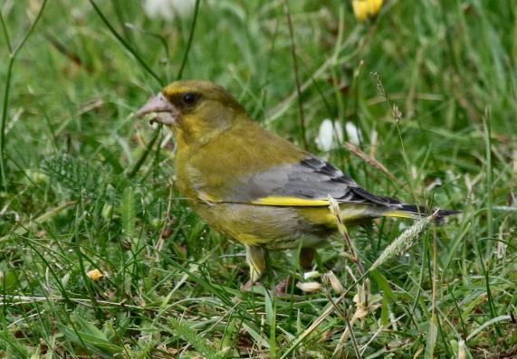 Greenfinch