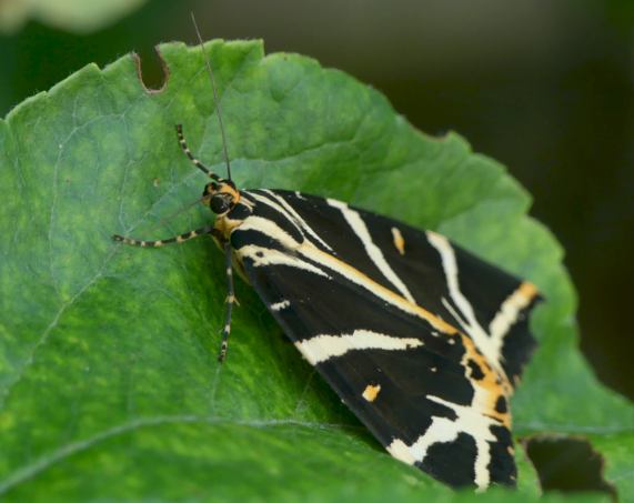 Jersey Tiger moth