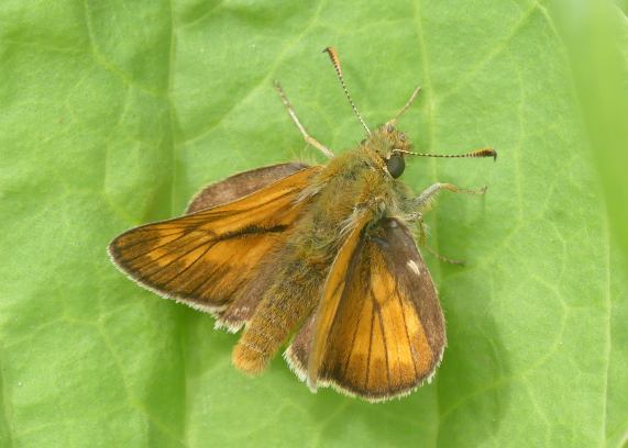 Large Skipper butterfly