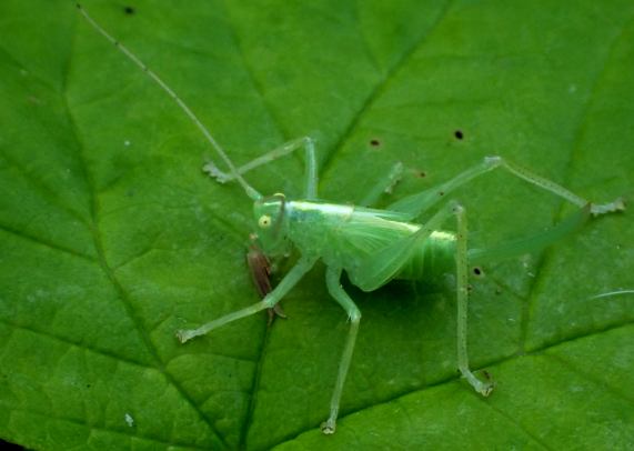 Oak
                  Bush Cricket nymph