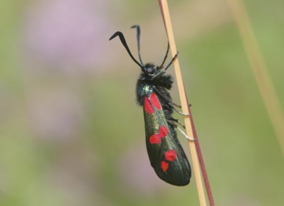 Six-spot Burnet Moth