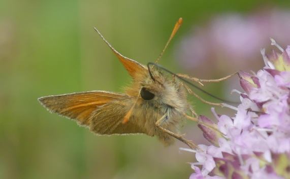 Small
                  Skipper butterfly