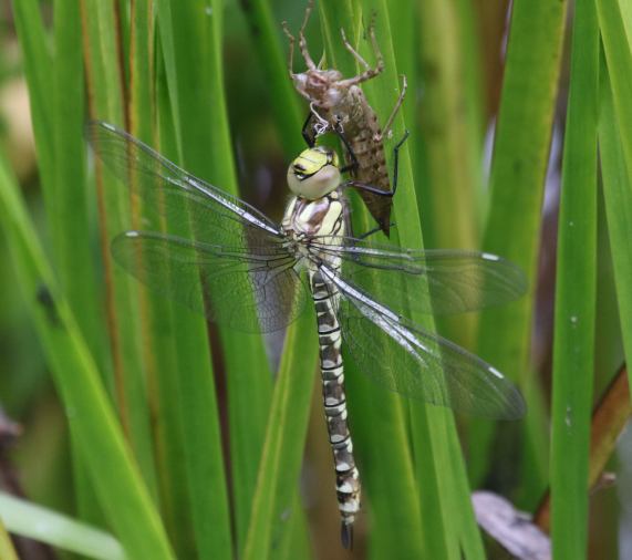 Southern Hawker