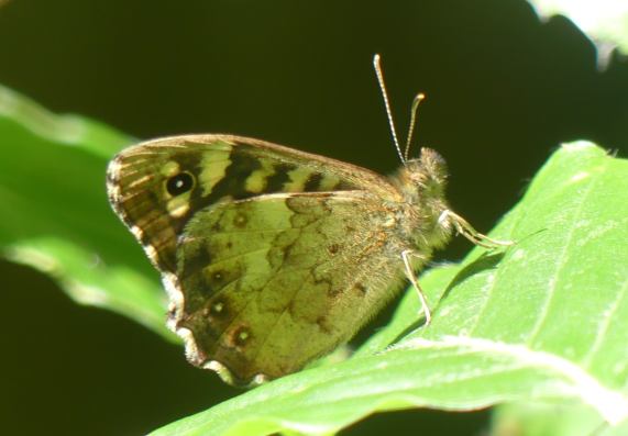 Speckled Wood butterfly