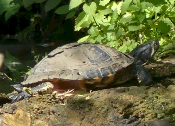 Terrapin - Northern Slider