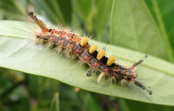 Vapourer Moth larva