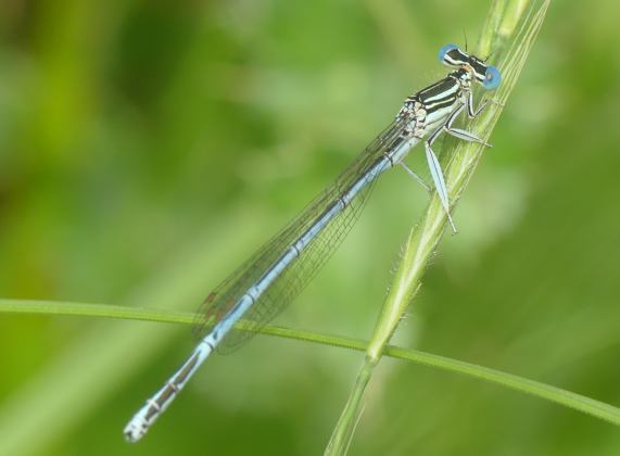 White-legged Damselfly