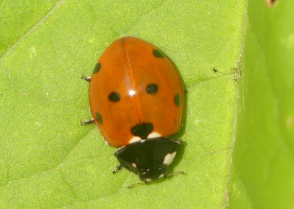 7-spot Ladybird